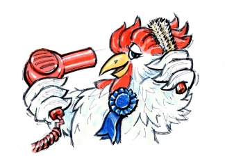 Prize rooster